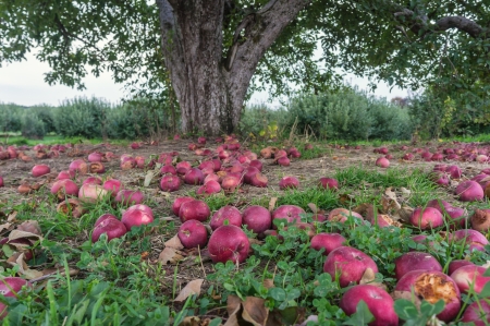 bartonsfarm_131019_157