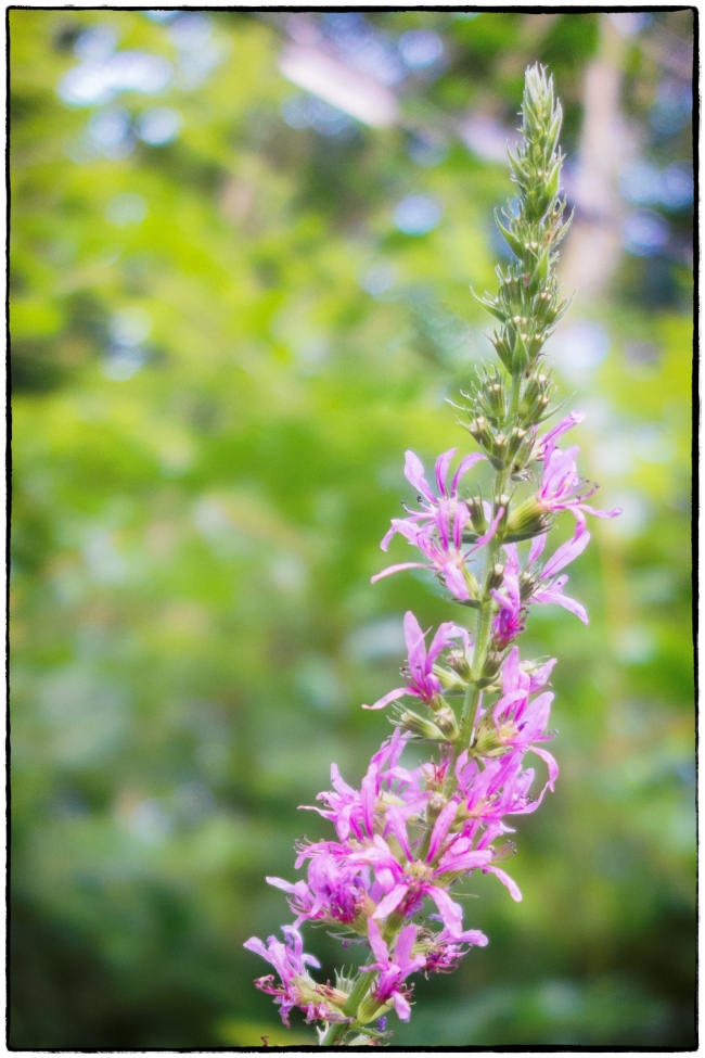 purpleloosestrife-1