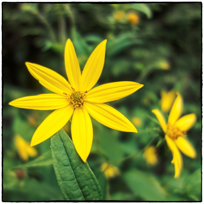 yellowflower-1