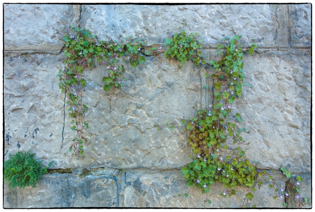 wallwithplants-1