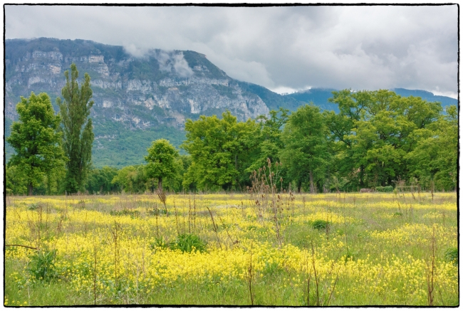 Looking across a meadow towards the Saleve