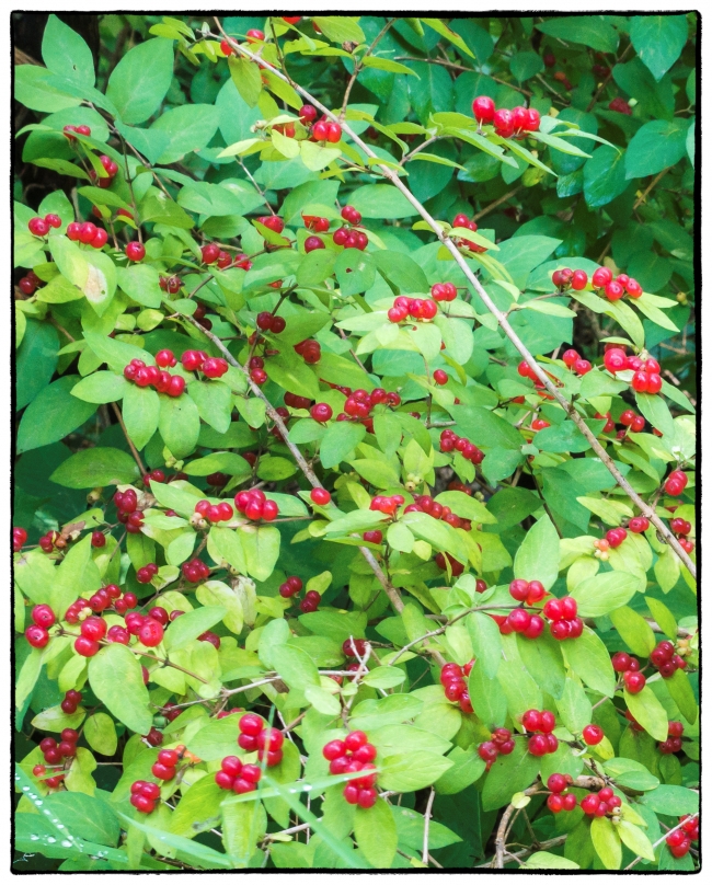 Red Chokeberry