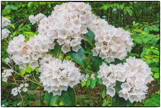 mountainlaurel-
