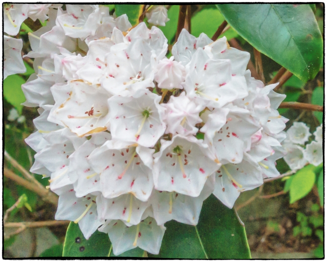 rhododendron-