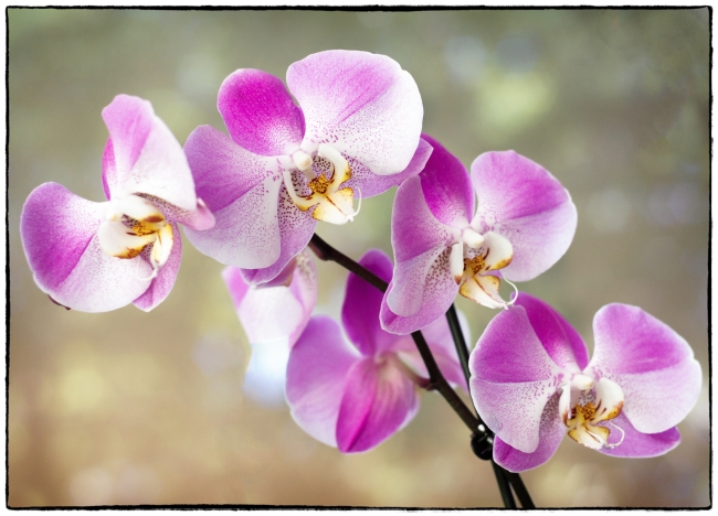 anotherorchid-1