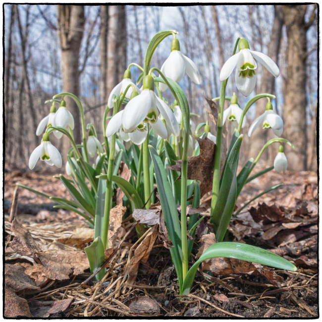 snowdrops-1