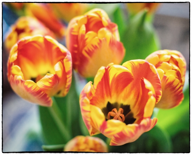 tulips-4