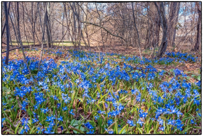 LocustGroveBlueFlowers-1