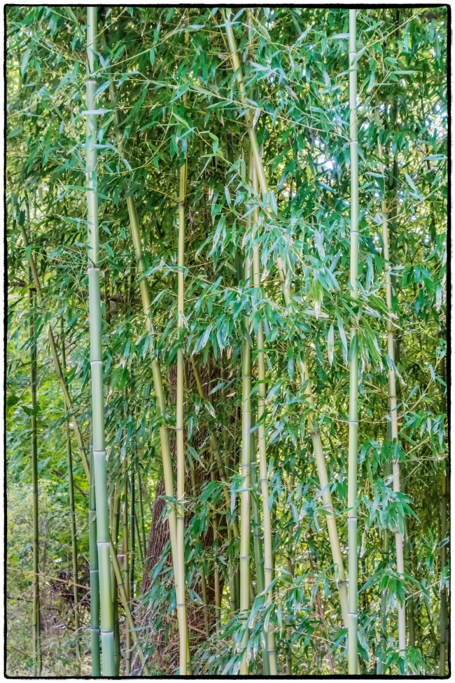 bamboo-1