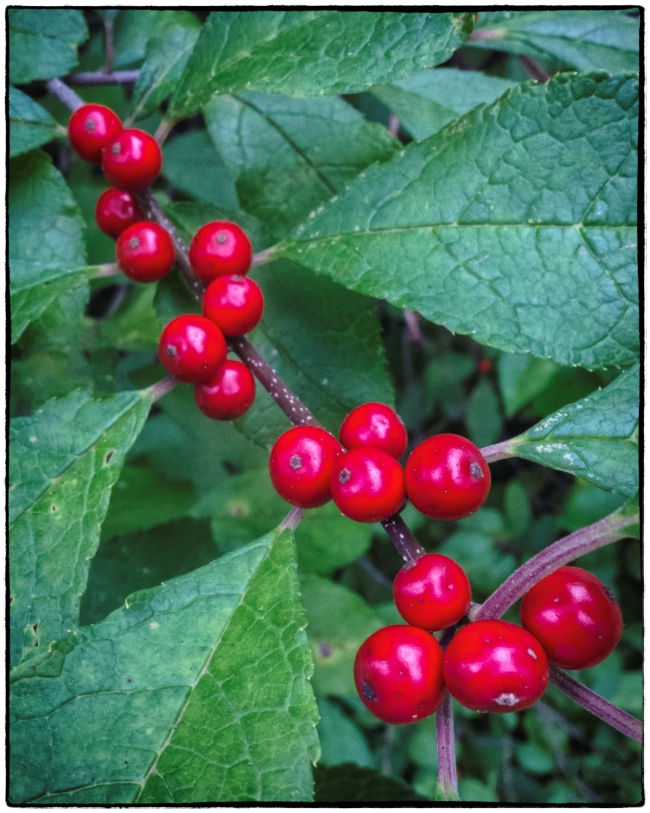 redberries-1