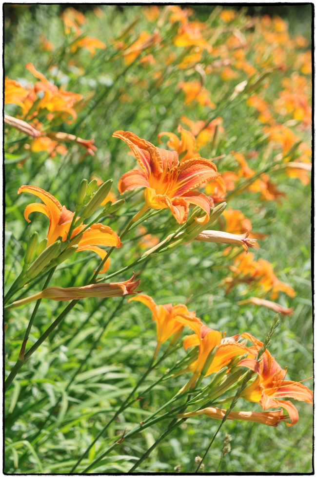 daylily-1