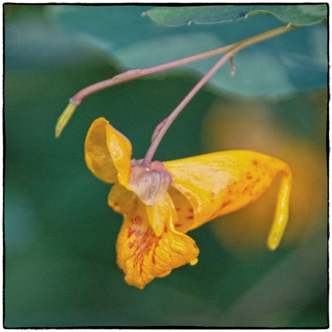 jewelweed-1