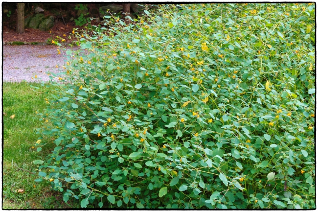 jewelweed-2