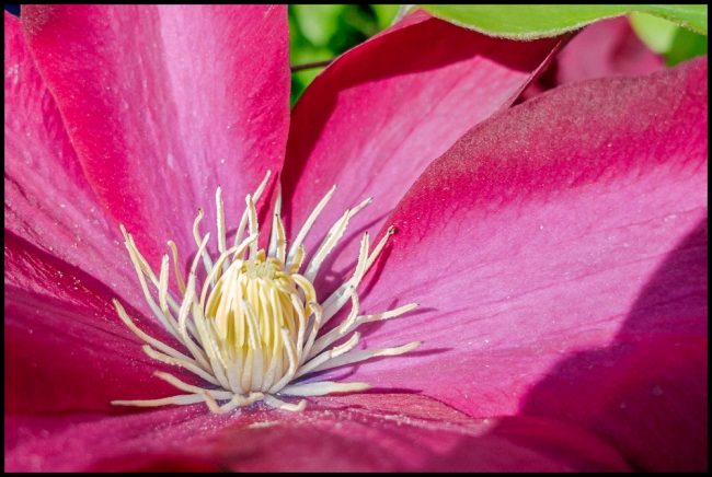 newburghgardenflowers-1