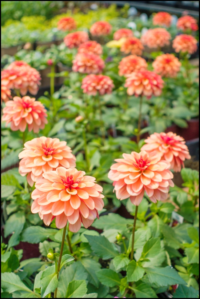 newburghgardenflowers-2