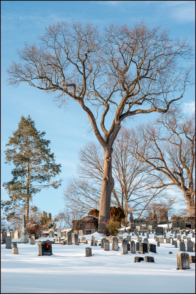 sleepyhollowcemeteryinsnowlargetree-1