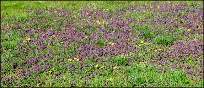 coloredflowersingrass-1