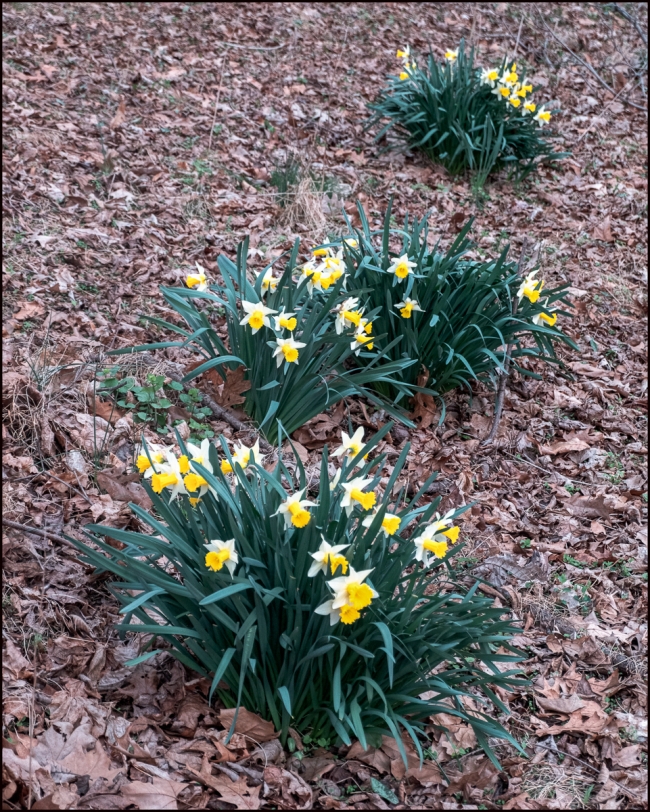 daffodilsinthewoods-1