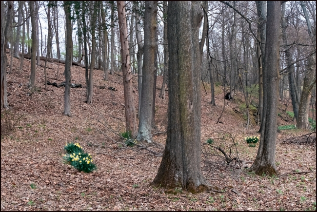 daffodilsinthewoods-2