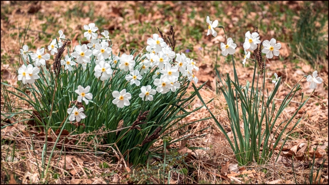 moreflowersinthewoods-1