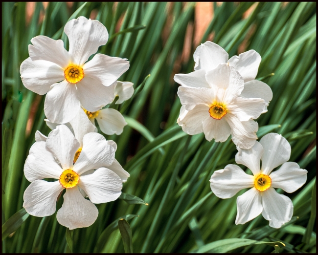 moreflowersinthewoods-2