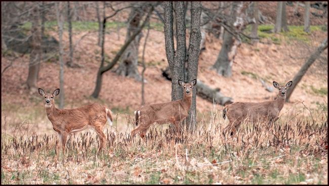 stillmoredeer-1