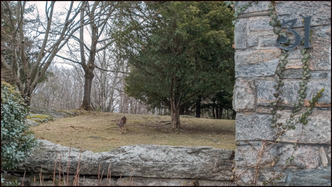 deeronoldbriarcliffroad-1