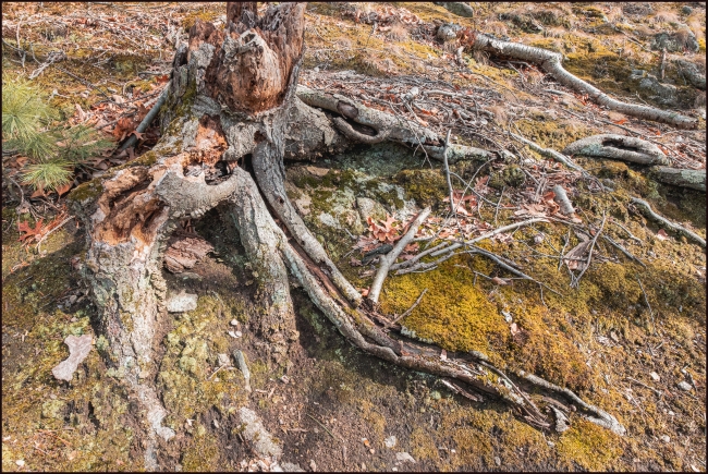 Tree Roots