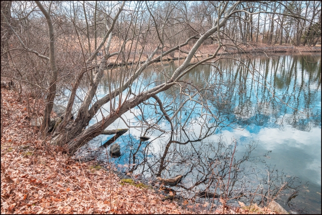 Trees Overhanging the Pond