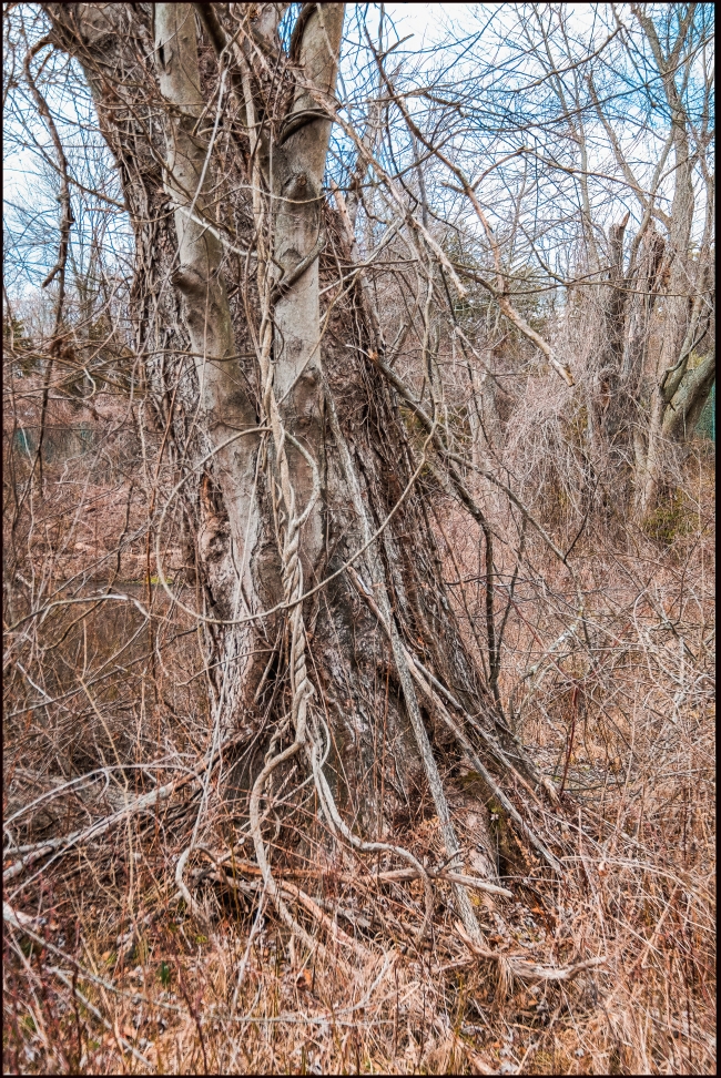 Another Vine Covered Tree