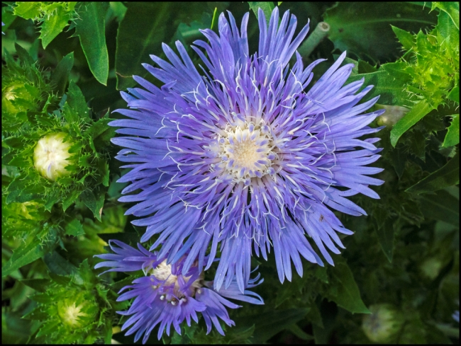 Stokesiaaster-1-of-1