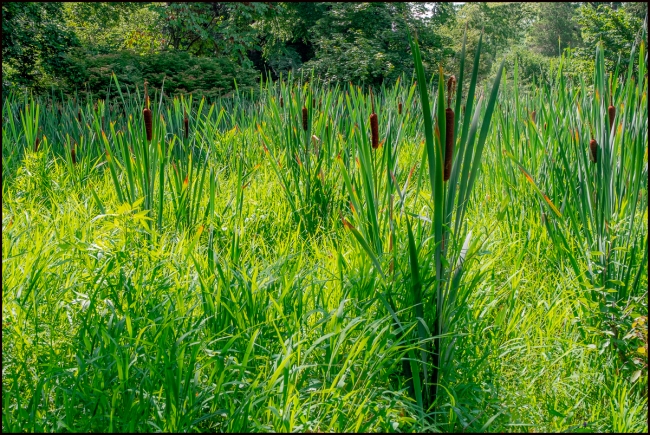 bullrushes-1