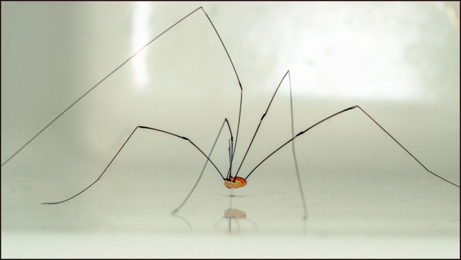 harvestman-1