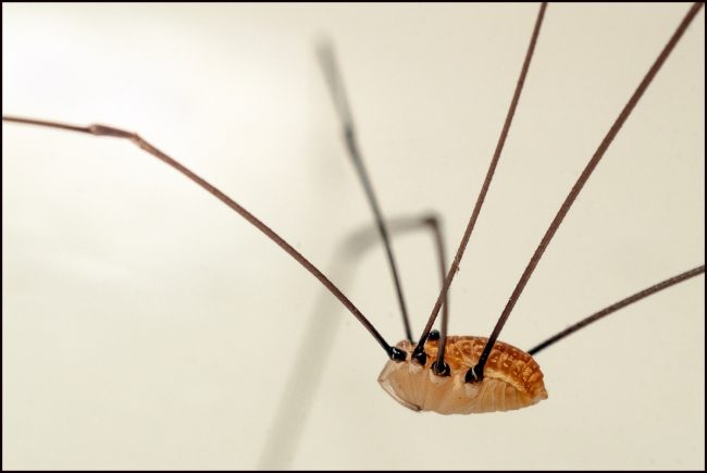 harvestman-2