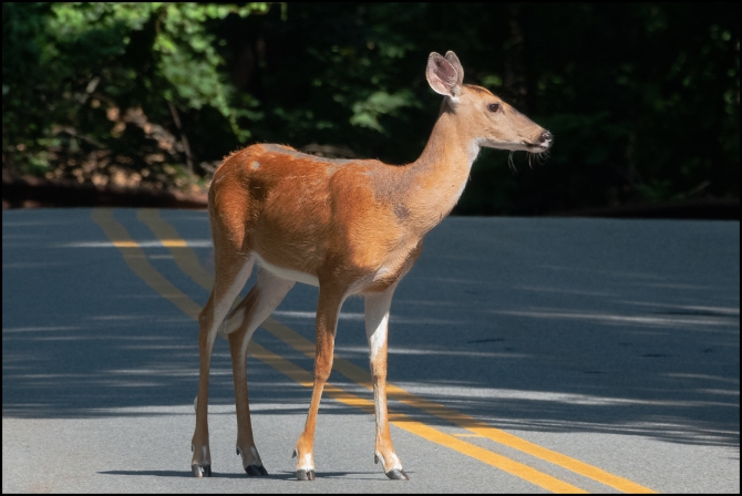 DeerInTheHeadlights-1-of-2