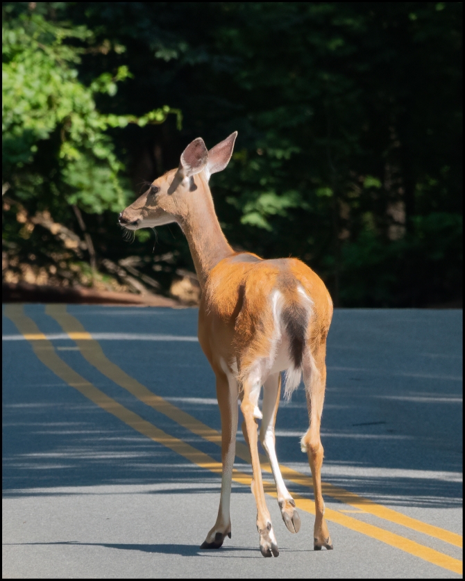 DeerInTheHeadlights-2-of-2