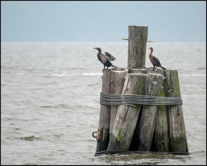 cormorants-1-of-3