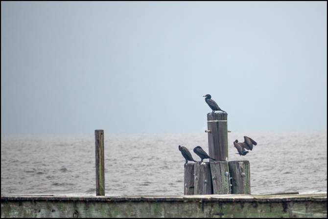 cormorants-2-of-3