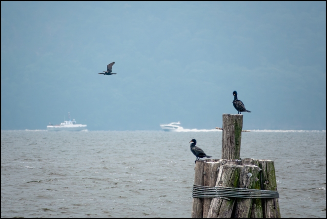 cormorants-3-of-3