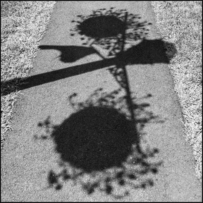 shadowsonpleasantville-road-1-of-1