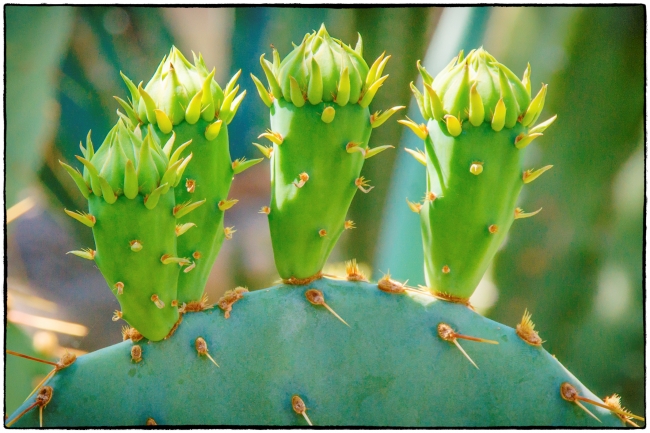 cacti-4