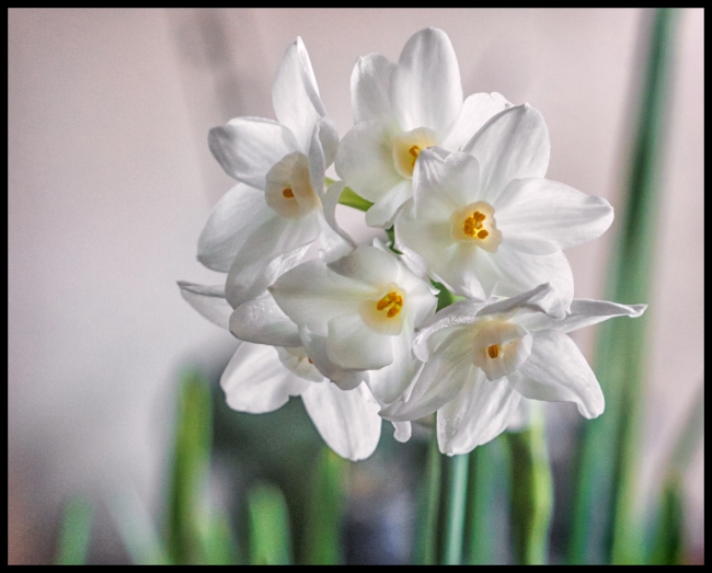 narcissus-2