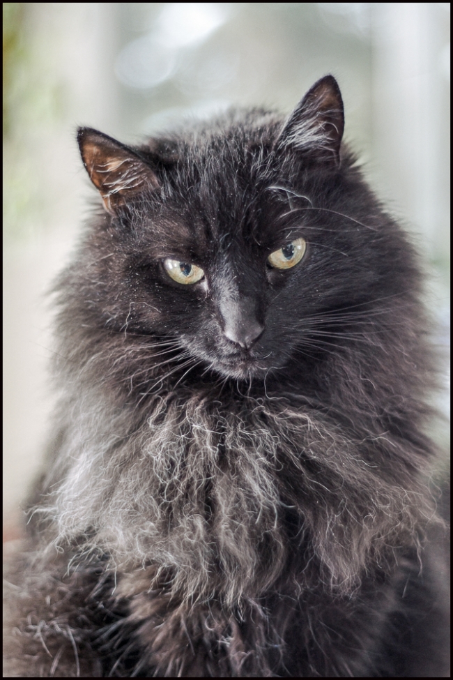 halloweenCat2-1-of-1