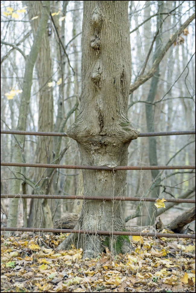 McAndrewsEstate-treeeatingfence-1