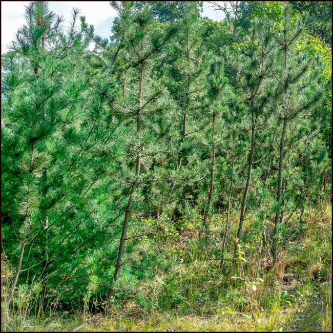 leaningfirtrees-1