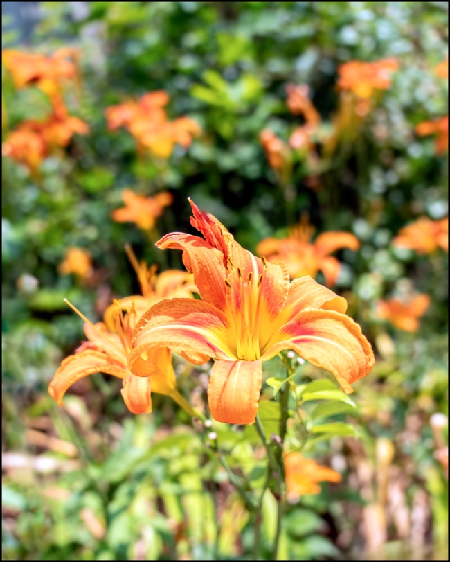 Tothewaterfrontossining-daylily-1-of-1