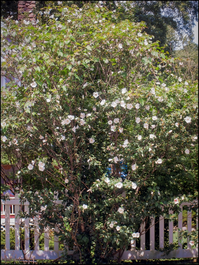 canonpowershotpro1-12-of-13