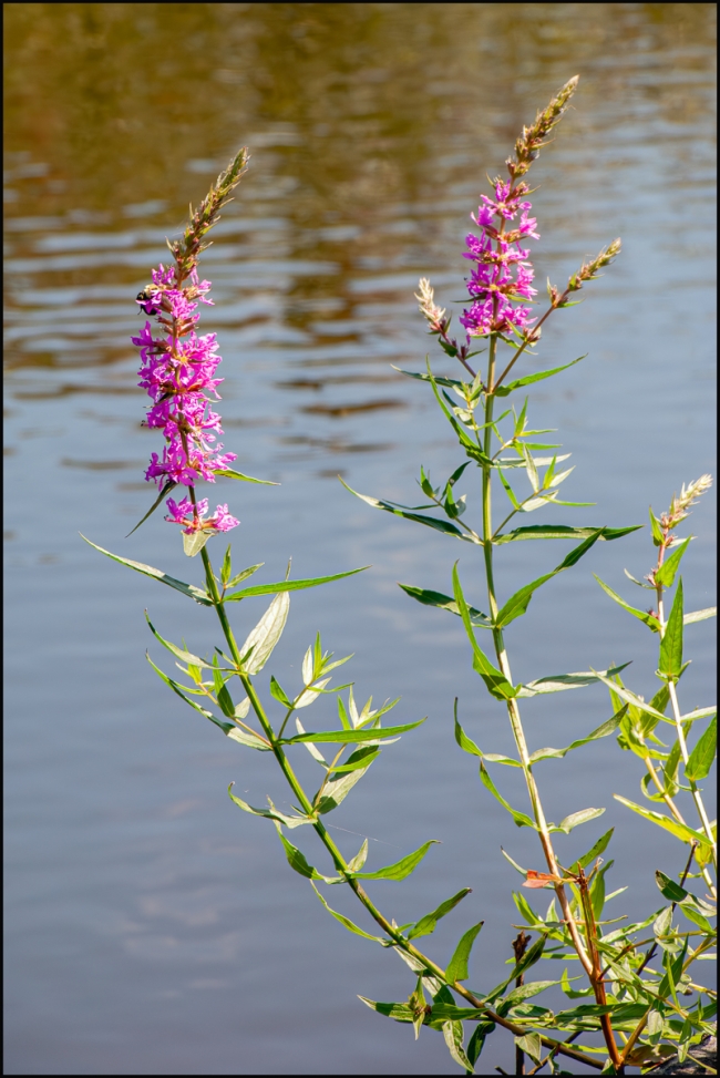 canonpowershotpro1-5-of-13