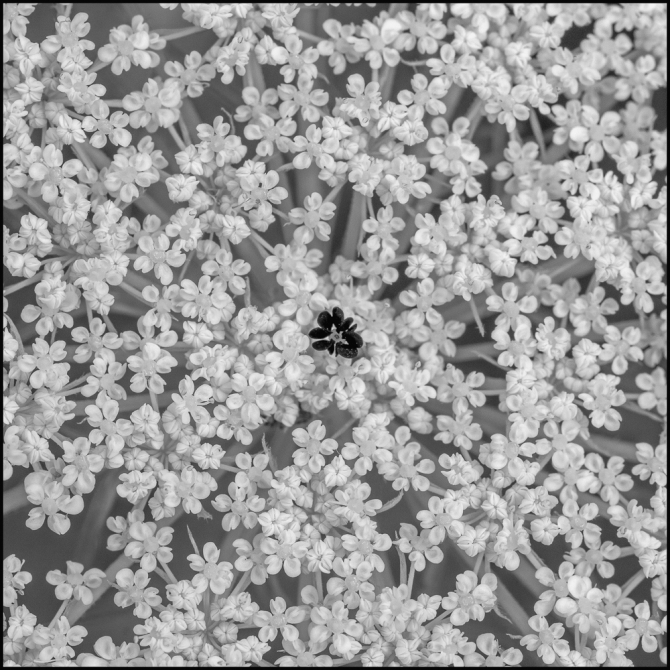 2025favorites-blackandwhite-7-of-12