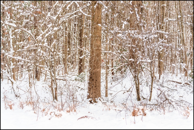 firstsnowoftheseason-8-of-14